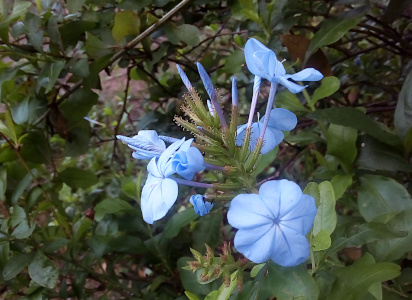 [The flowers bloom at the top of the plant. At the top are thin blue spears which appear to be the very tightly twirls petals of future blooms. Below them is a round of blooming flowers. One fully-open bloom faces the camera. It is like a fully-flat opened-umbrella in that all the petals are joined, but there are creases the length of the petal at regular intervals like the spokes of an umbrella.]